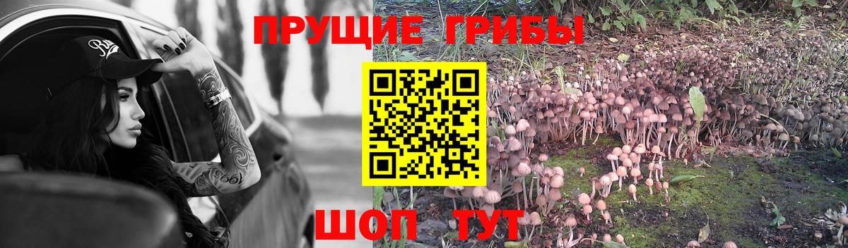Псилоцибиновые грибы мицелий Слободской